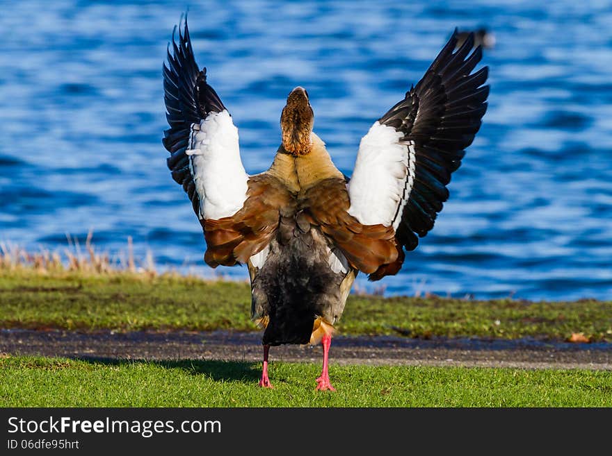 An Egyptian Goose spreading it's wings at the Kralingse Plas in Rotterdam, The Netherlands