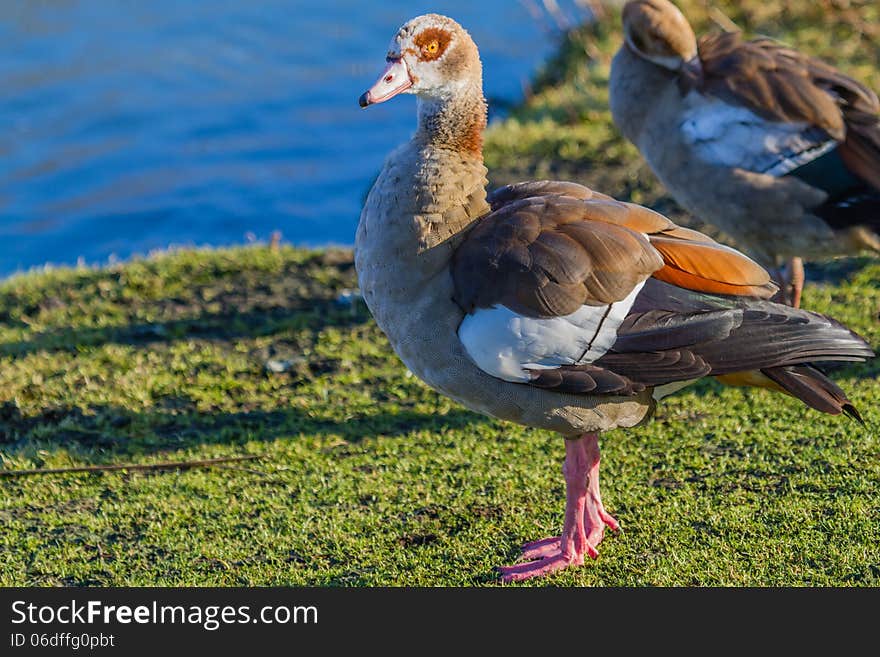 The striking colors of the Egyptian Goose with the orange ring around the eye.