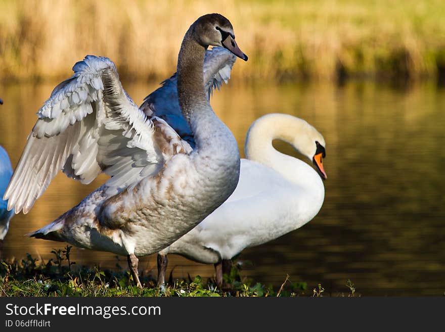 Two Swans, brown & white, at the Kralingse Plas in Rotterdam, The Netherlands