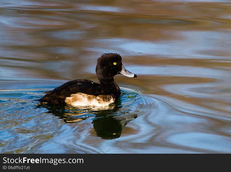 A Tufted Duck