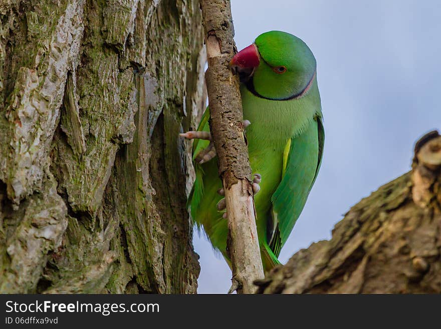 A Rose-ringed Parakeet at the Kralingse Plas in Rotterdam, The Netherlands. A Rose-ringed Parakeet at the Kralingse Plas in Rotterdam, The Netherlands