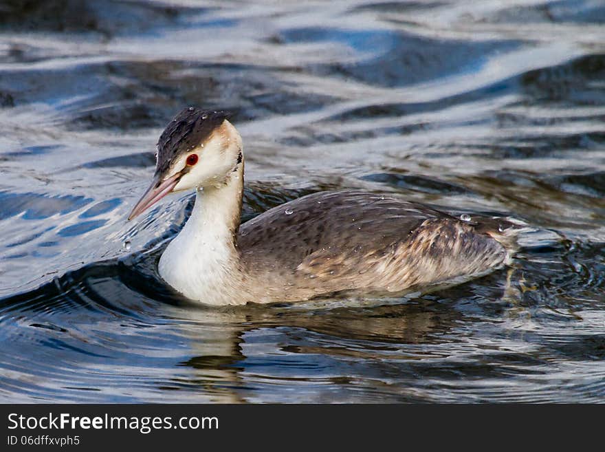 Crested Grebe at the Kraingse Plas in Rotterdam, the Netherlands