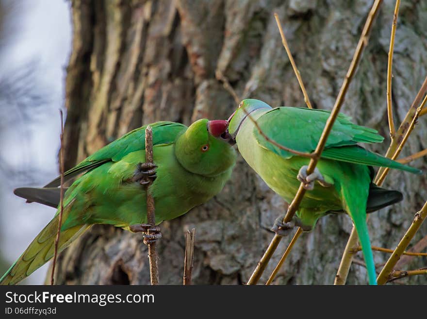 These 2 Rose-ringed Parakeets are actually feeding and not kissing. These 2 Rose-ringed Parakeets are actually feeding and not kissing