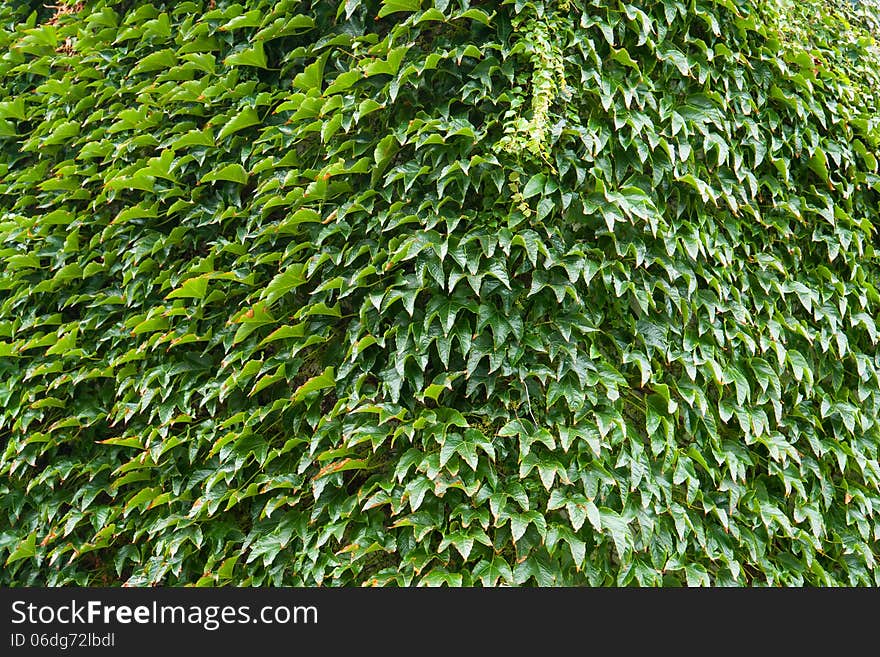 Wall of a house with covered completely with lush green ivy. Wall of a house with covered completely with lush green ivy