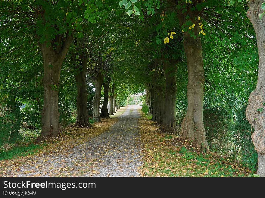 Country road running via lush green trees alley road. Country road running via lush green trees alley road