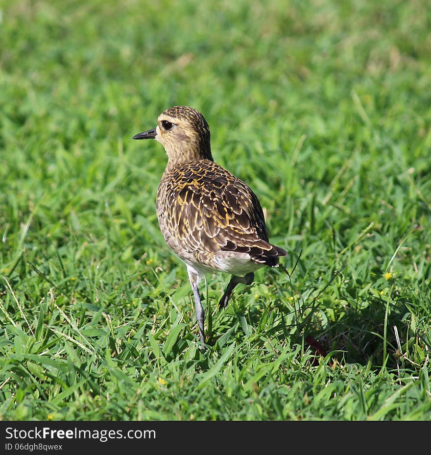 Kolea, Pacific Golden Plover