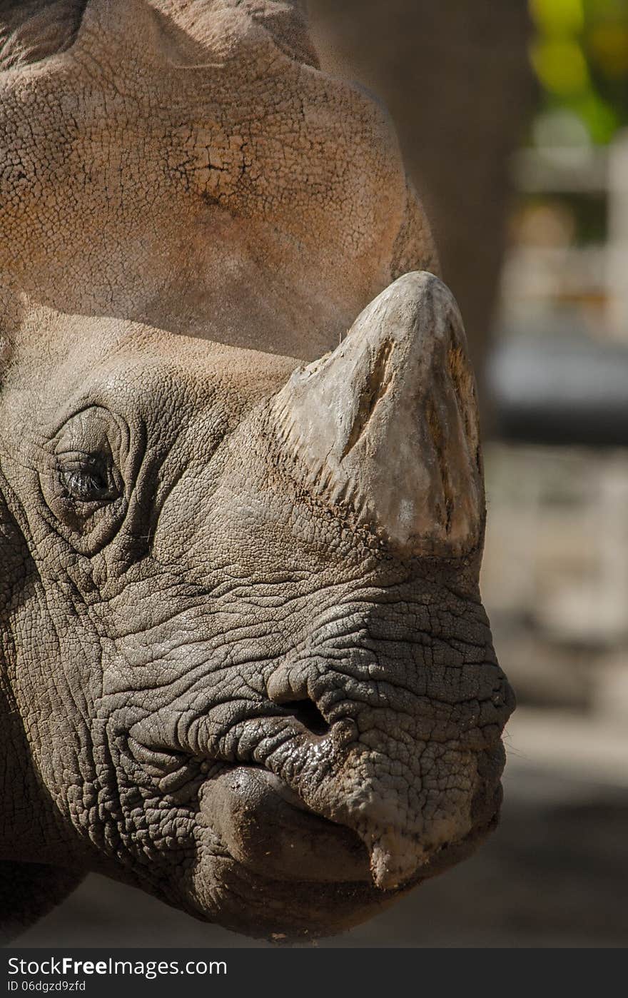 Closeup of a sleepy Rhino. Closeup of a sleepy Rhino