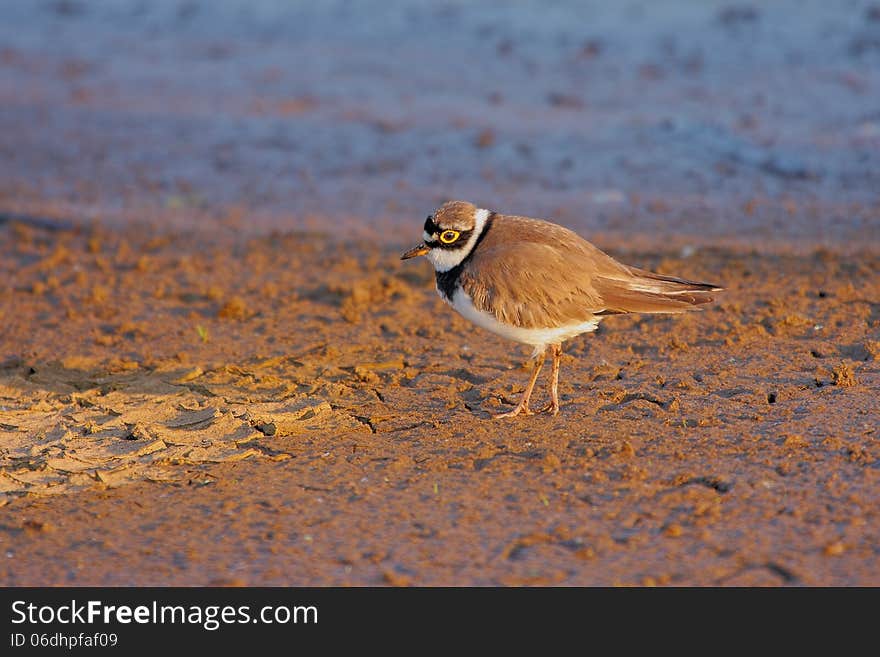 Little Ringed Plover &x28;Charadrius dubius&x29;.