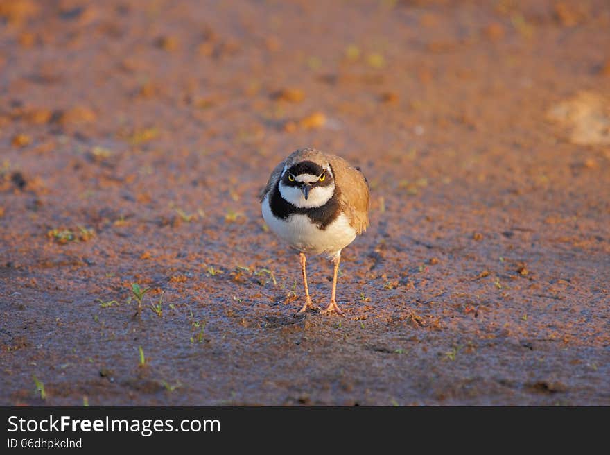 Little Ringed Plover &x28;Charadrius Dubius&x29;.