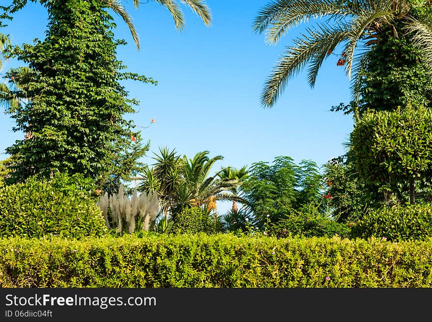 Landscape of palm trees against the sky island of Cyprus. Landscape of palm trees against the sky island of Cyprus