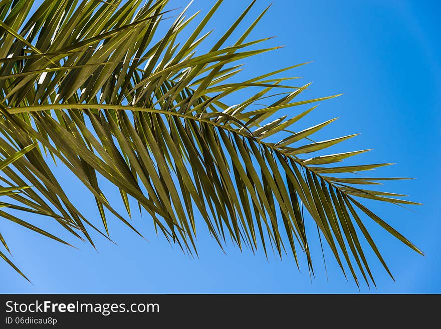 Landscape of palm trees against the sky island of Cyprus. Landscape of palm trees against the sky island of Cyprus