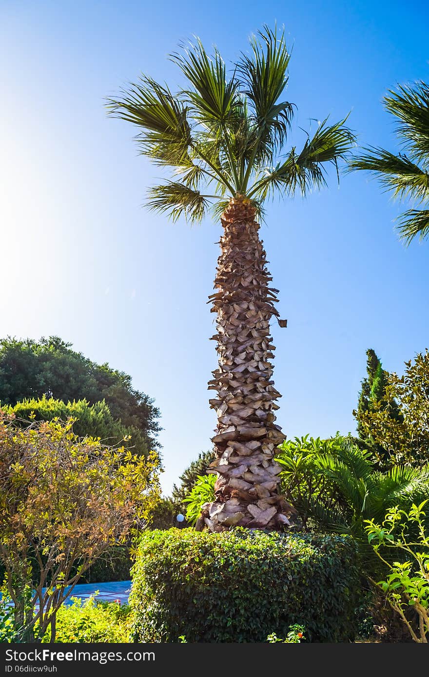 Landscape of palm trees against the sky island of Cyprus. Landscape of palm trees against the sky island of Cyprus