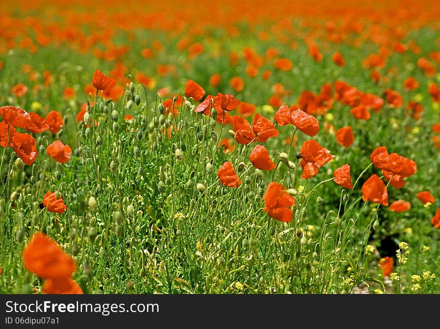 Red poppies on green field. Red poppies on green field