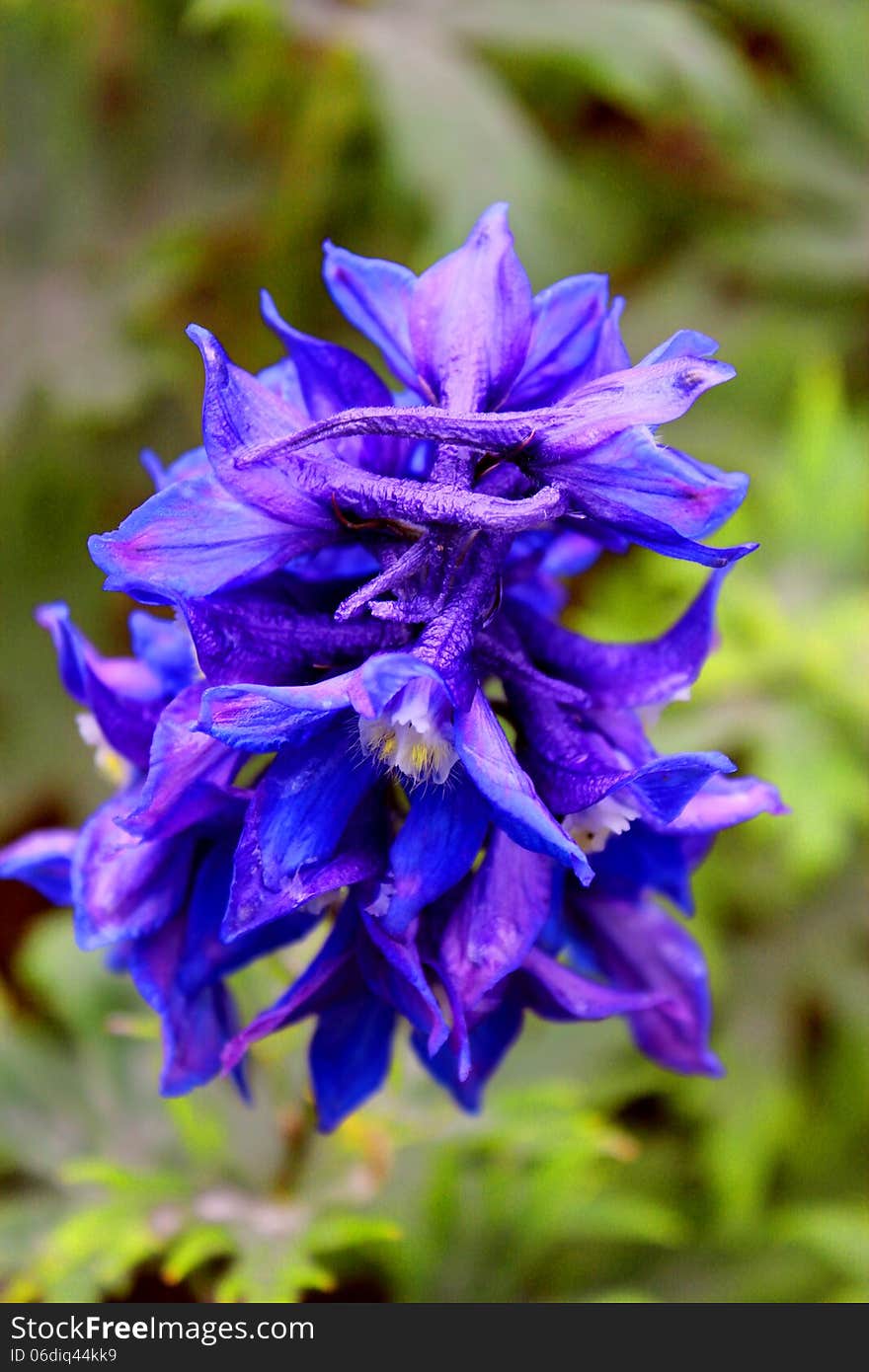 Delphinium Flower.