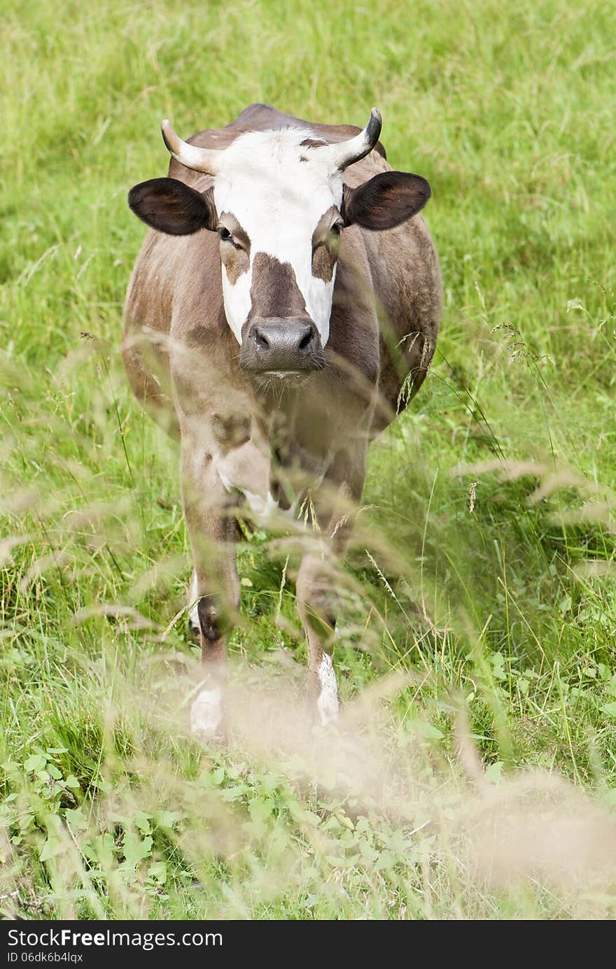 Portrait of brown cow on the field