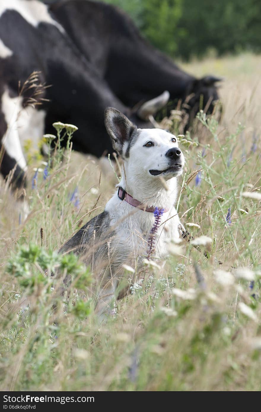 Mixed Breed White Dog & Cows