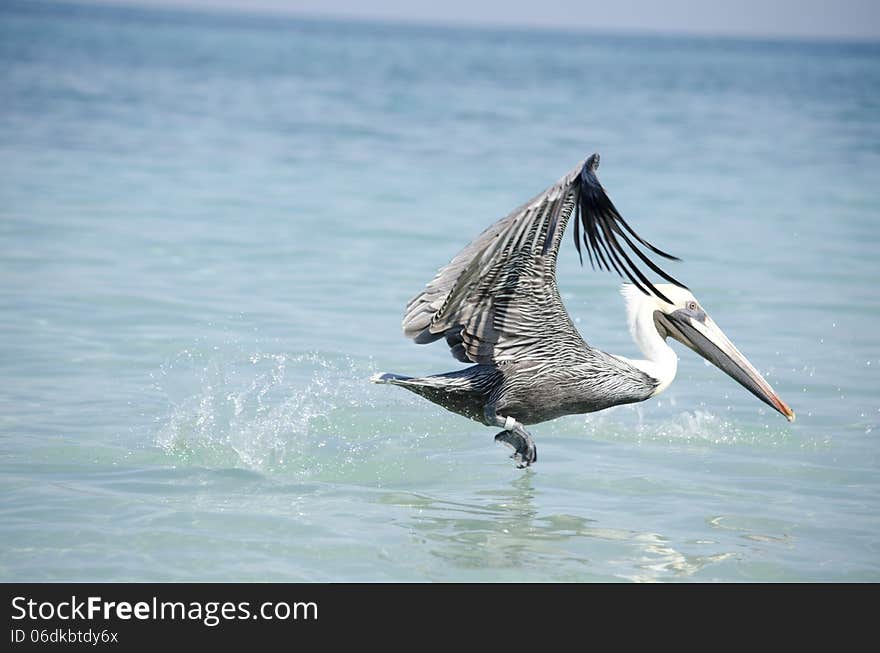 Bird taking off in the sea