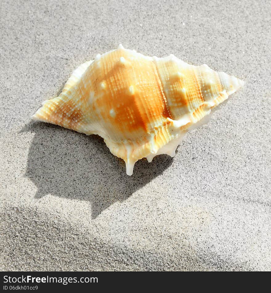 Sea shells on the sandy beach