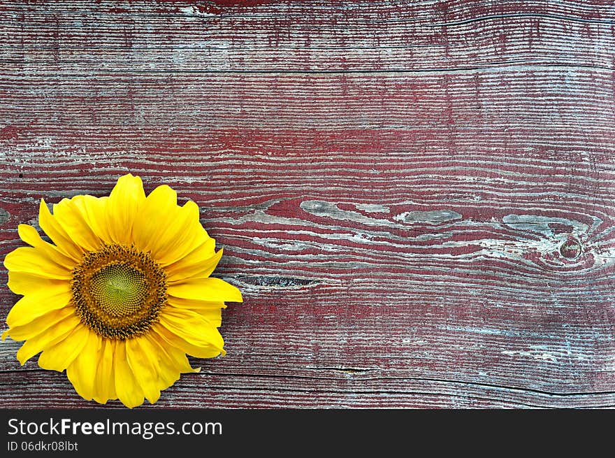 Yellow sunflower on the background of wood