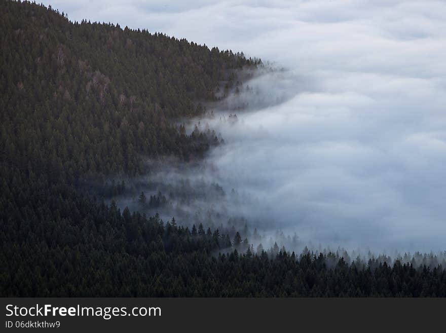 Inversion in the valley at forest.