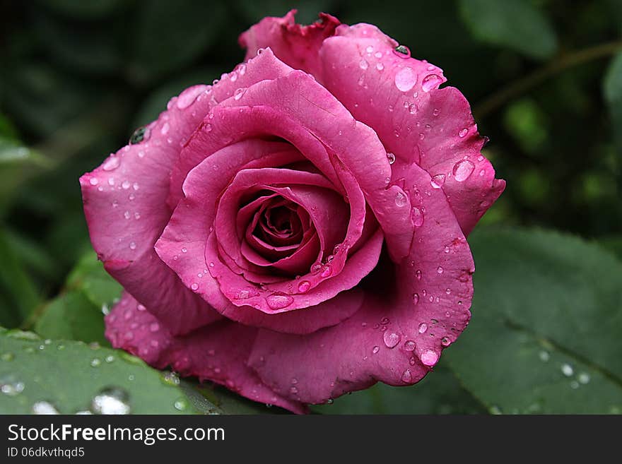 Pink rose with drops on the leaves. Pink rose with drops on the leaves