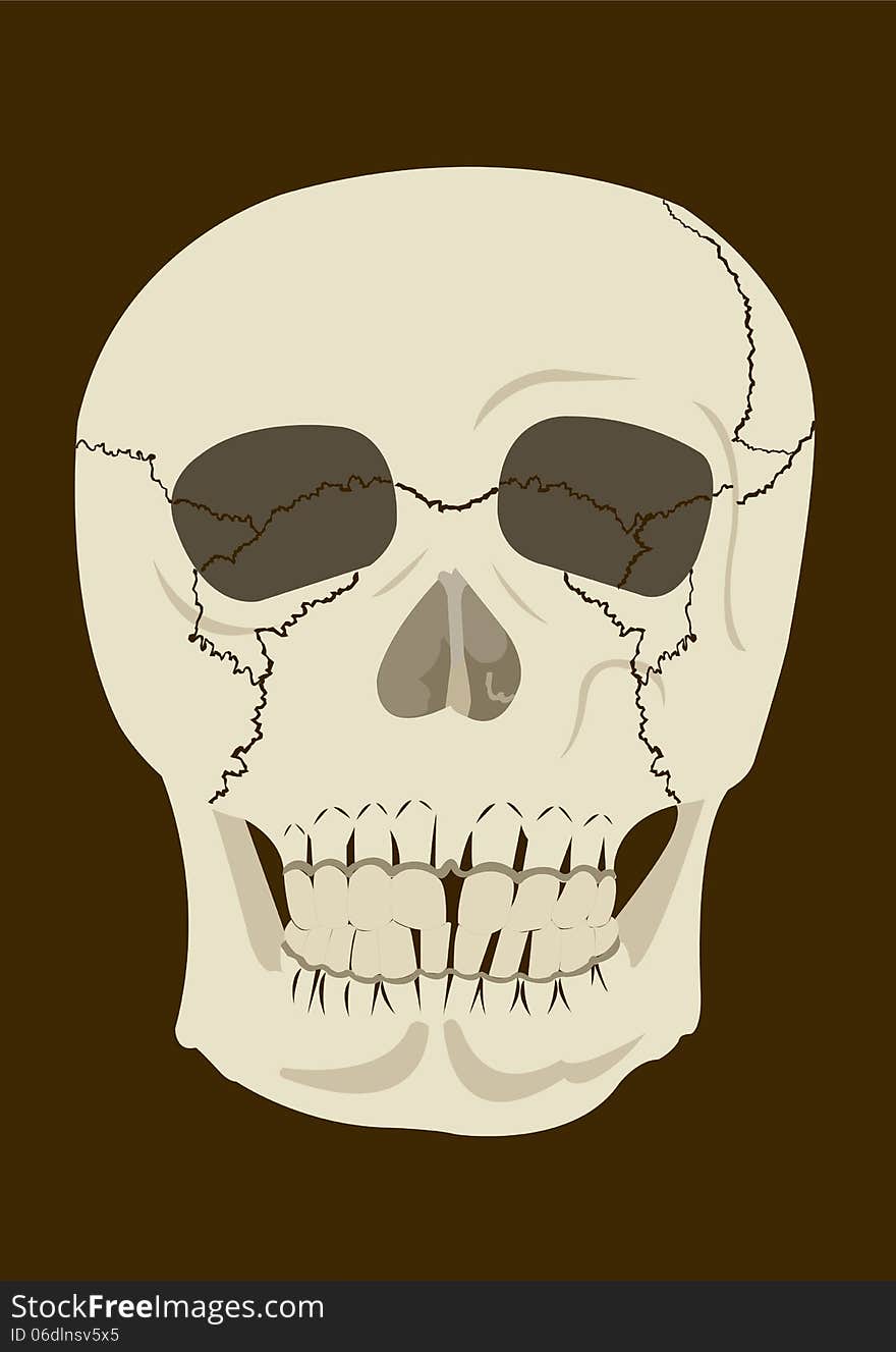 Skull