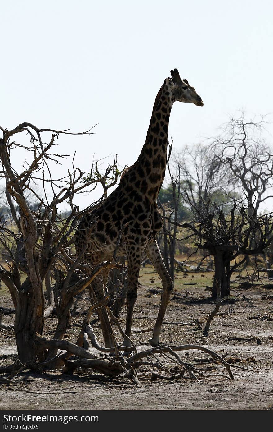 Each of the nine sub-species of giraffe have different markings to tell them apart. Each of the nine sub-species of giraffe have different markings to tell them apart.