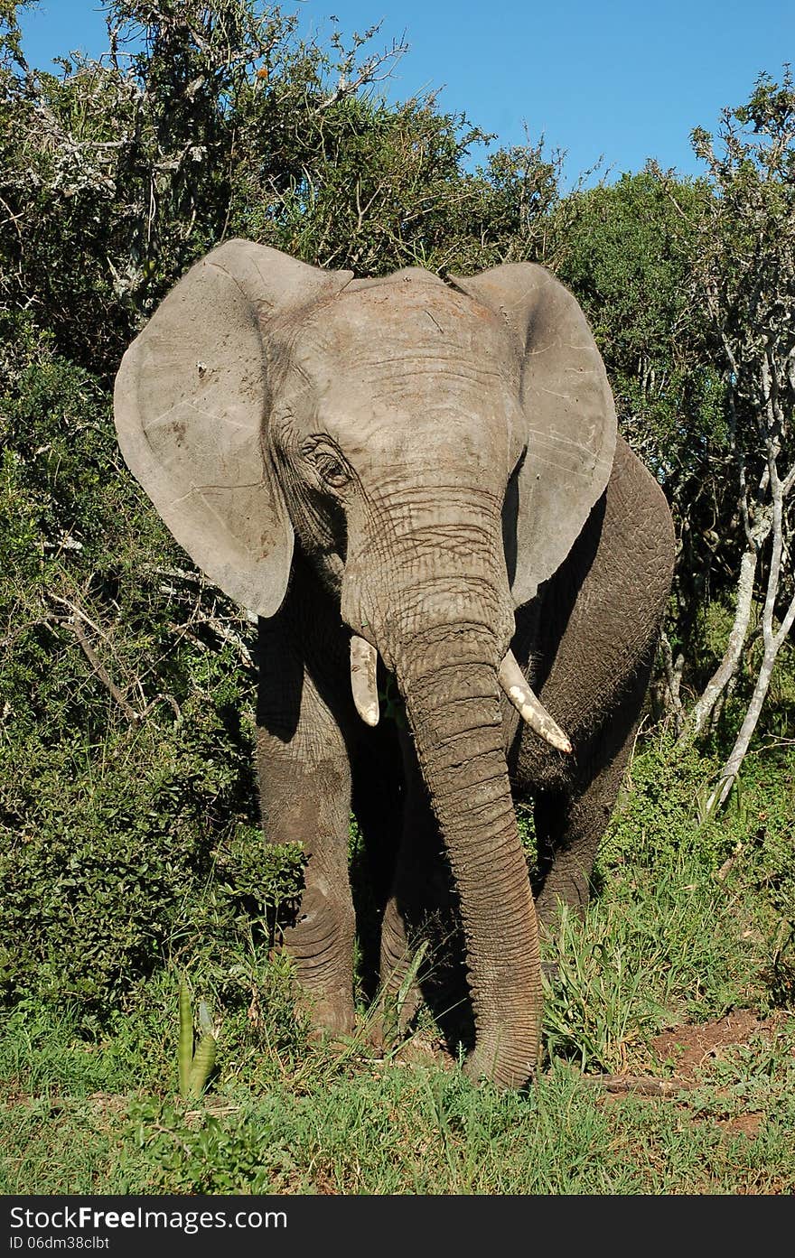 Grey African elephant