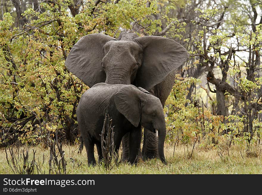 African Elephant family