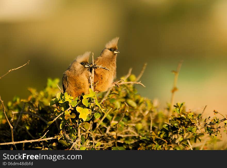 Two curious mousebirds ( Coliiformes ) bathed in warm afternoon light.