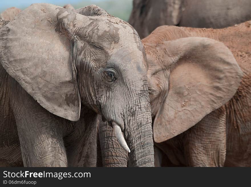 Two elephants merge as if one in a close up shot of a herd around a waterhole in South Africa. Two elephants merge as if one in a close up shot of a herd around a waterhole in South Africa.