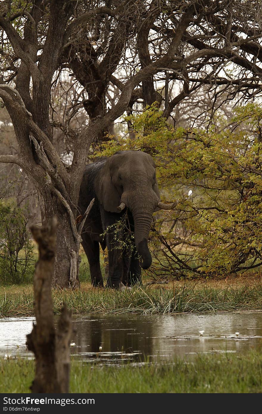 Okovango Delta African Elephant, they need to drink every other day. Okovango Delta African Elephant, they need to drink every other day.