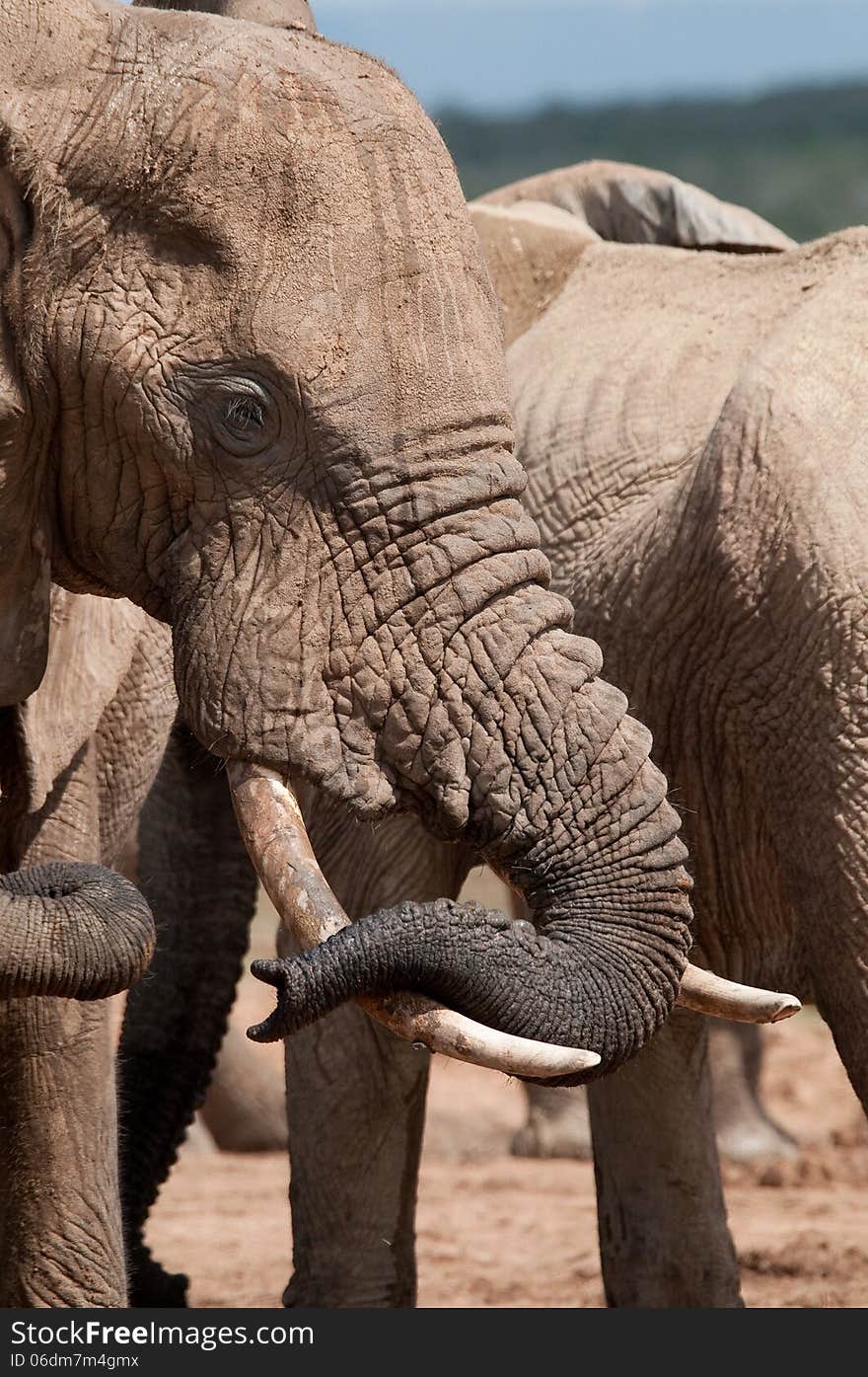 A bull elephant rests its trunk on its ivory tusks momentarily while drinking at a muddy waterhole in South Africa. A bull elephant rests its trunk on its ivory tusks momentarily while drinking at a muddy waterhole in South Africa.