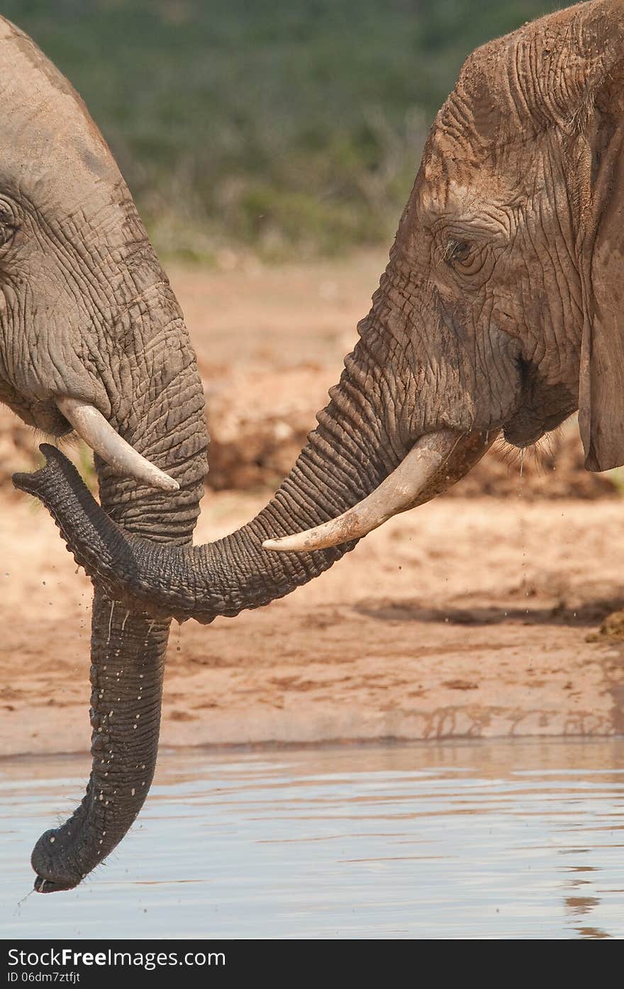 An elephant greets a herd member with an outstretched trunk at a waterhole in Africa. An elephant greets a herd member with an outstretched trunk at a waterhole in Africa.