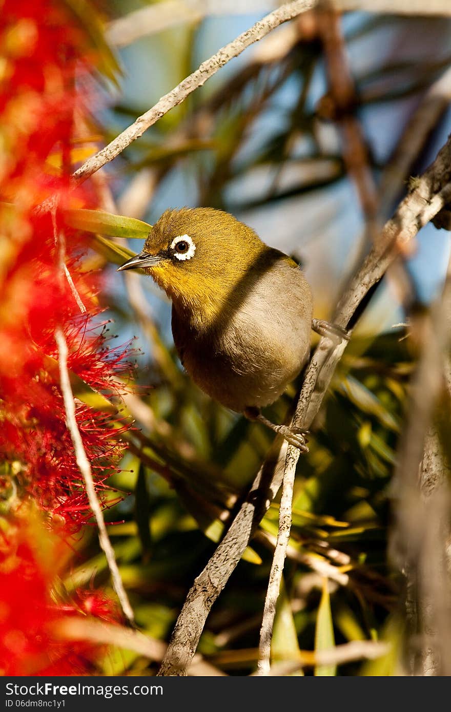 A small green Cape White-eye bird or Zosterops pallidus perches on a red bottlebrush plant in a South African garden.