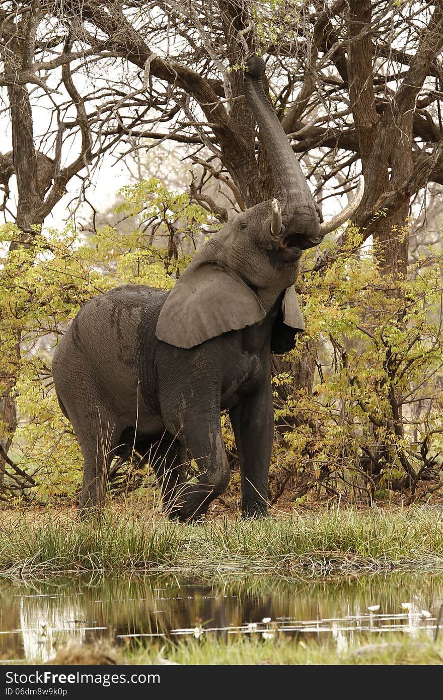 African Bush Elephant Reaching Great Heights