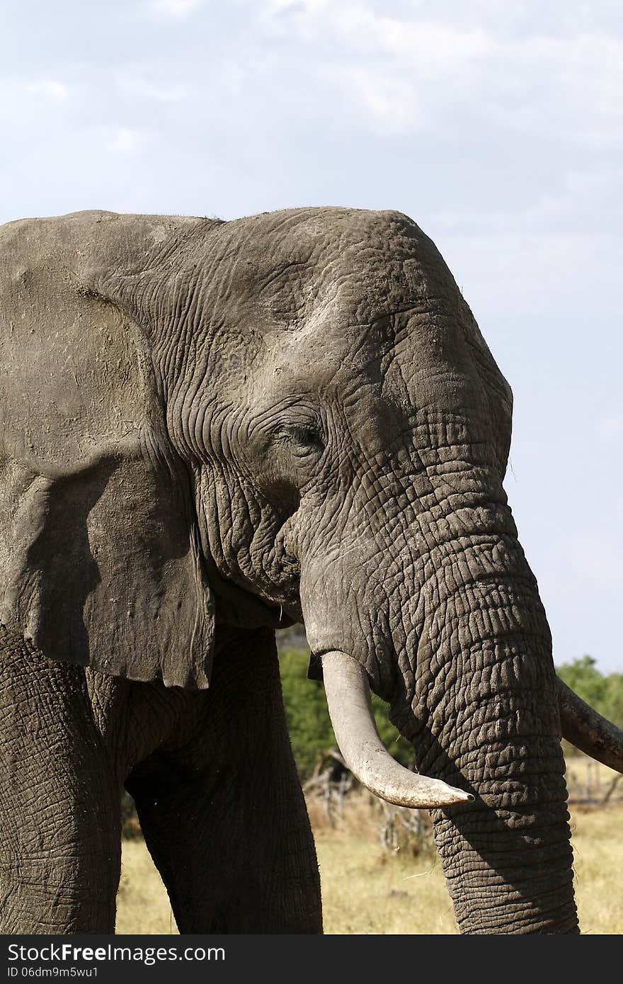 African Elephant Close Encounter II