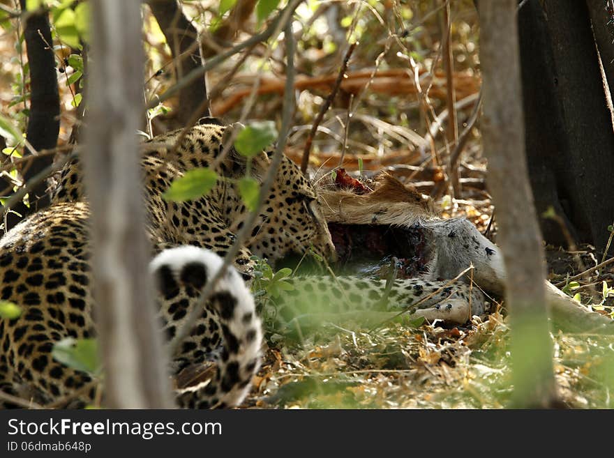 Leopard on an Impala kill