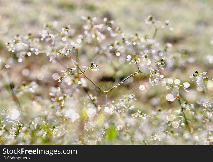 Drops of water glistening in the sunshine on twigs