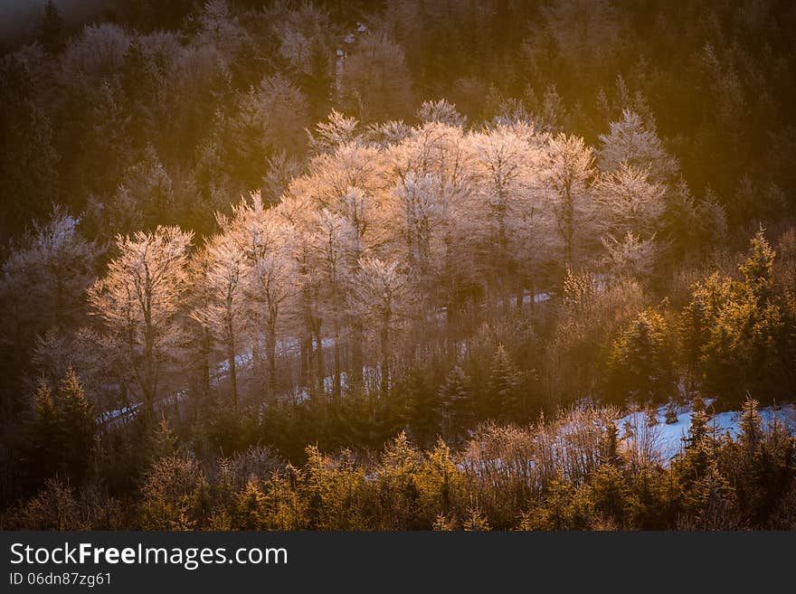 Icy trees in the valley.