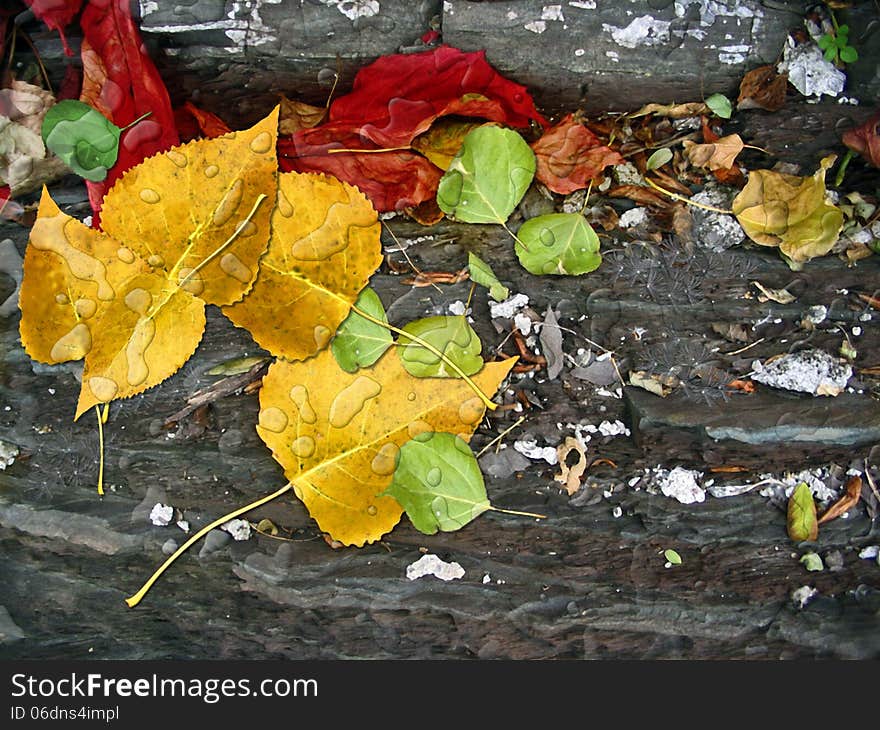 Autumn leaves floating over a smooth river rocks as a seasonal themed concept. Autumn leaves floating over a smooth river rocks as a seasonal themed concept.