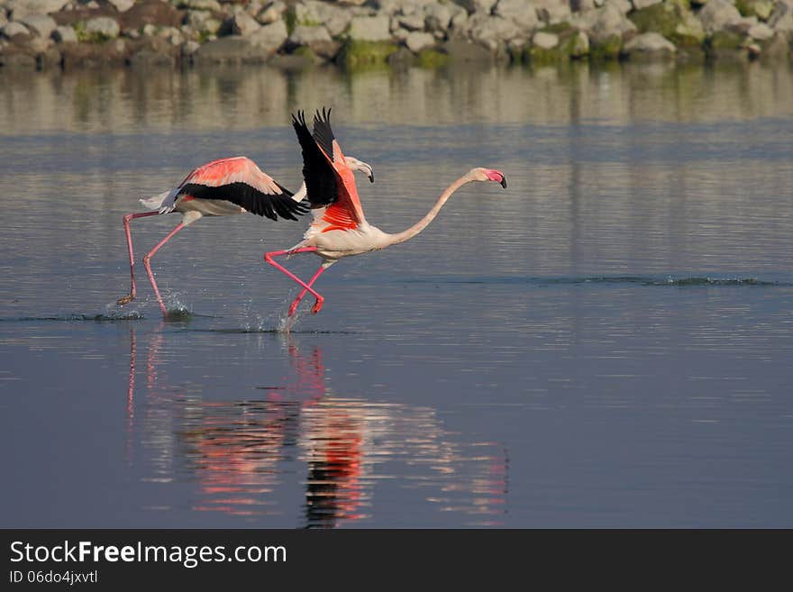 Greater Flamingo (Phoenicopterus roseus) fly. Greater Flamingo (Phoenicopterus roseus) fly.