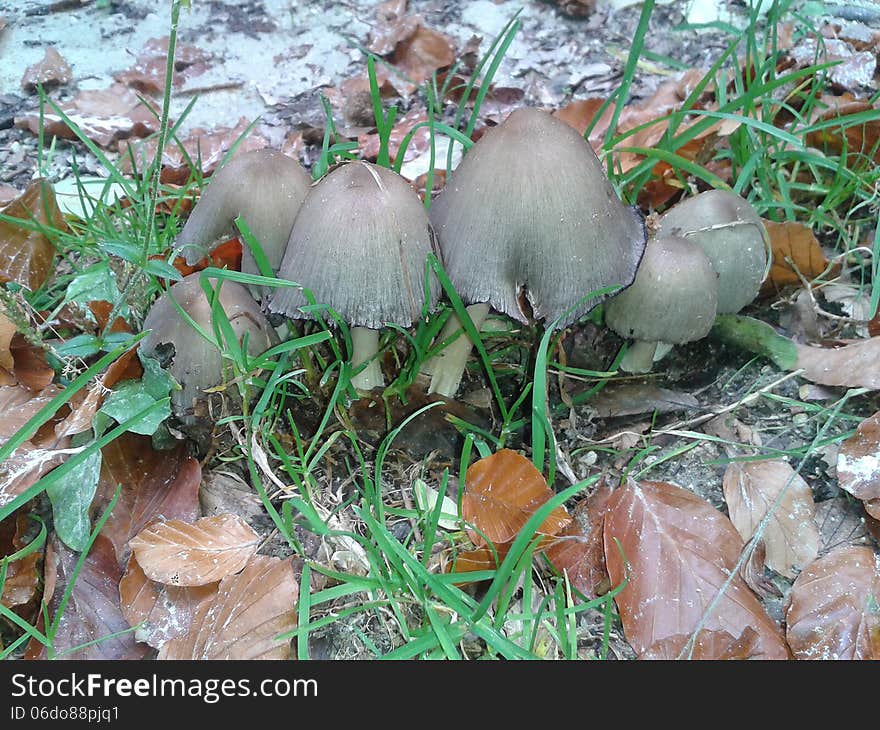 small wild mushrooms in the forest