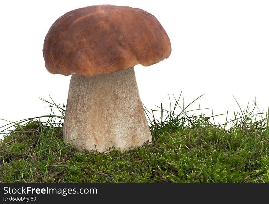 White fungus on the green grass. Presented on a white background