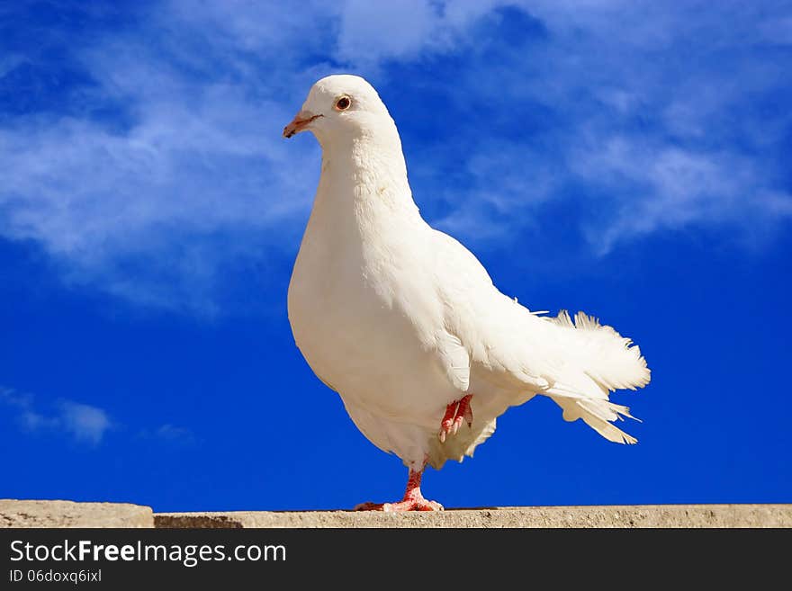 White dove on a background of blue sky.