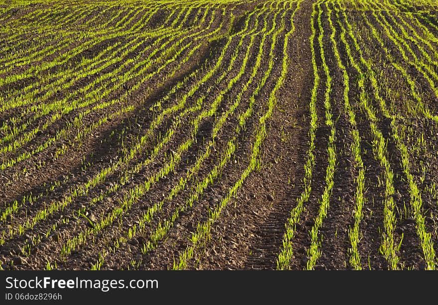 Young crops of cereal in spring. Young crops of cereal in spring