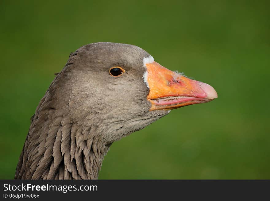 Close up of head of greylag goose with out of focus green background. Close up of head of greylag goose with out of focus green background