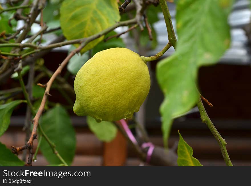 Lemon tree