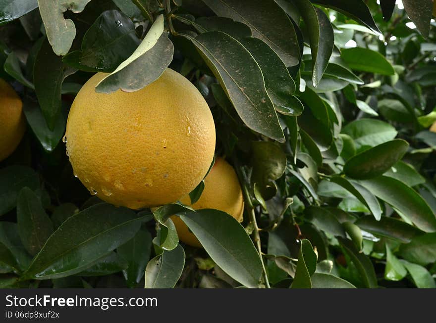 Grapefruits tree with fresh fruits after the rain