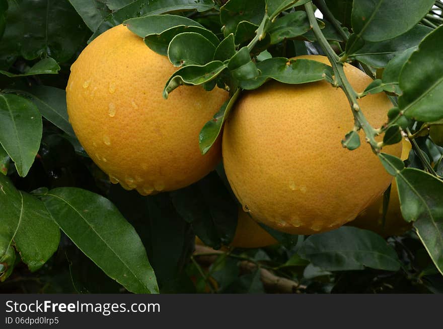 Grapefruits tree with fresh grapefruits after the rain